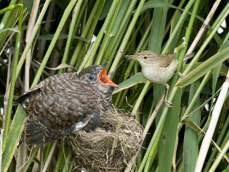 Cuckoos